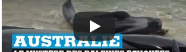 Australie : le mystère des baleines échouées
