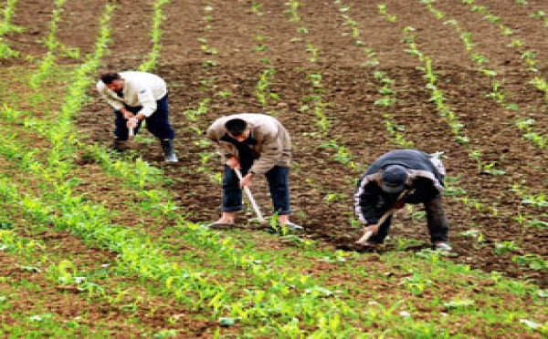 Mise en œuvre du contrat-programme entre l’Etat et les filières agricoles : Six conventions signées avec des filières agricoles