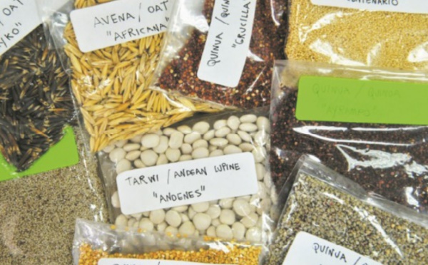 Les Andes, réserve de superaliments menacée par la surproduction