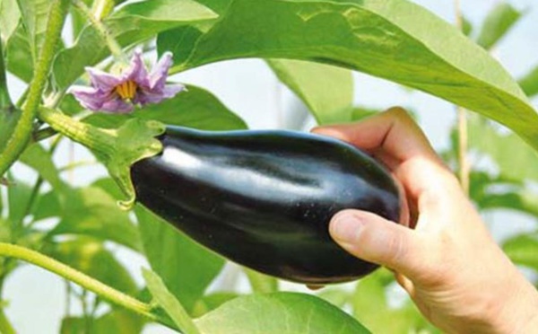 Insolite : ​ Acquitté d’une tentative de vol d’aubergine