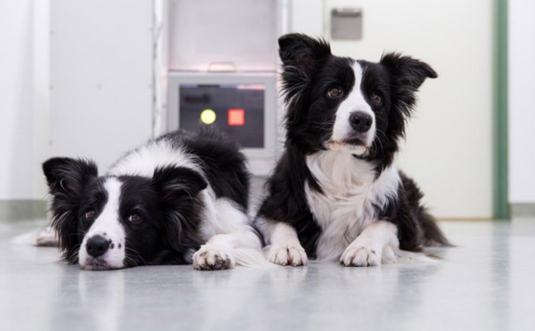 Les jeux vidéo pourraient aider les chiens à rester jeunes