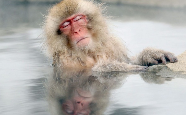 Les singes aussi tirent des bienfaits des sources d'eau chaude