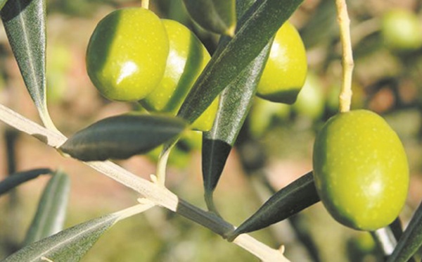 L’ombre de la “Xylella fastidiosa” plane sur les oliviers