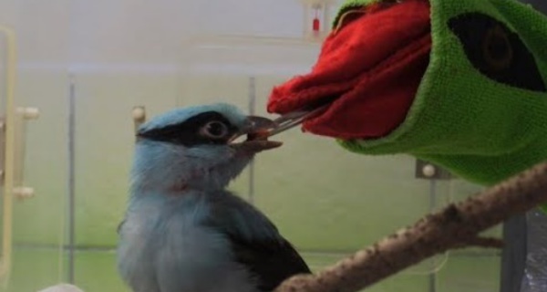 Une marionnette pour nourrir des oiseaux menacés de Java