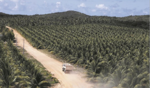 Désormais, tout est bon dans la noix de coco
