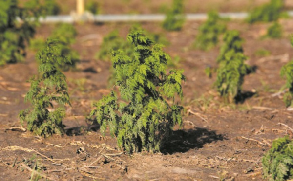 L'artemisia, remède “naturel” controversé contre le paludisme