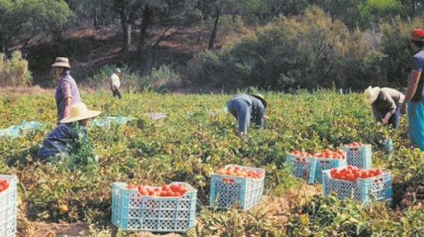 Hausse de plus de 7% du PIB agricole à 125 MMDH