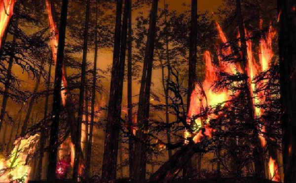 Plusieurs incendies et morts d’hommes en une semaine : Les forêts d'Essaouira ravagées par les flammes