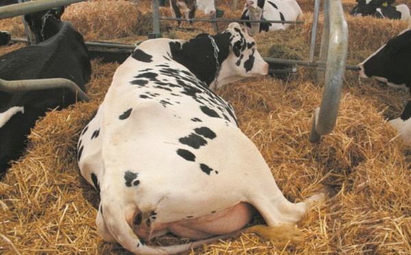 Bouchaib Laghzani, gagnant du concours d’animaux Catégorie bovin