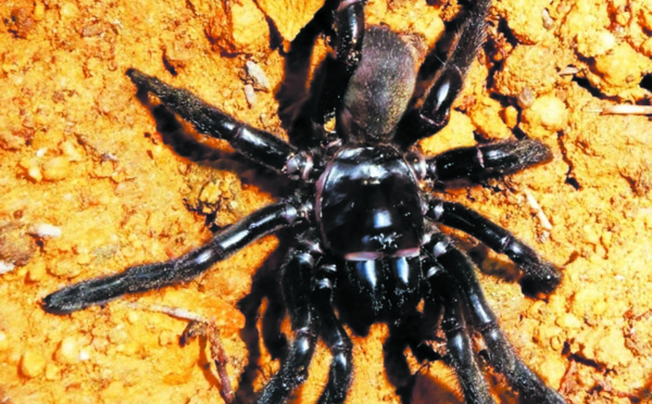La plus vieille araignée du monde est morte