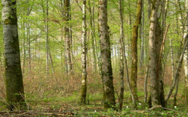 Forêts modèles : une approche innovante de la gouvernance territoriale