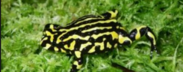 Un tiers des espèces menacées ne font l'objet d'aucun suivi en Australie