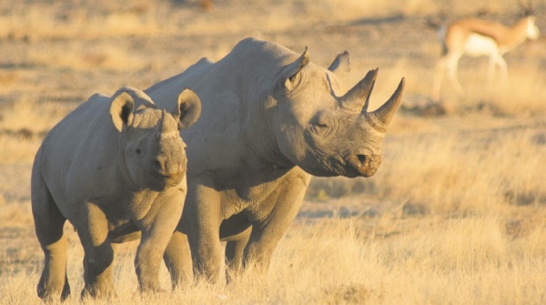 L'Homme aux Philippines dès 700.000 ans? La piste du rhinocéros