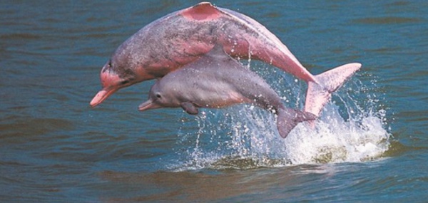 Disparition rapide des dauphins d’eau douce d’Amazonie