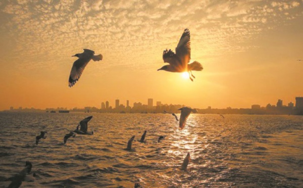 Les oiseaux migrateurs champions de l'optimisation