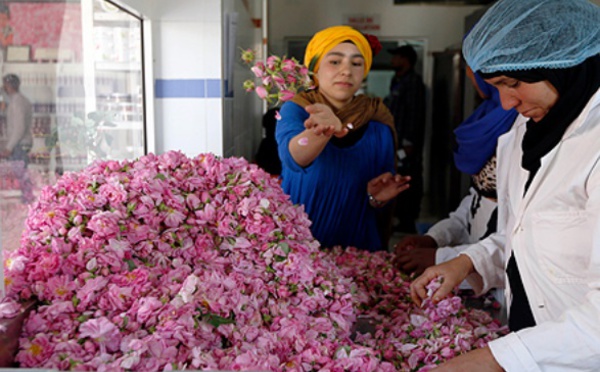 Tinghir, capitale de la rose à parfum