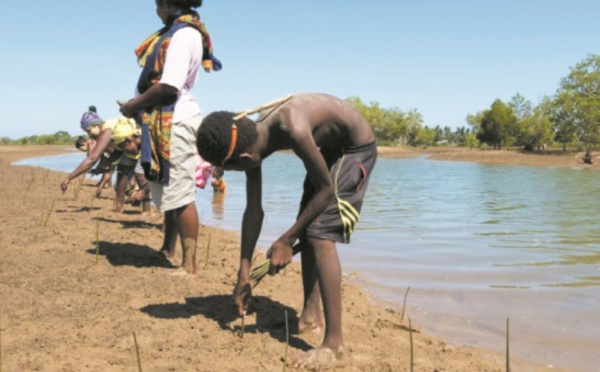 Replanter la mangrove pour améliorer le quotidien des pêcheurs malgaches