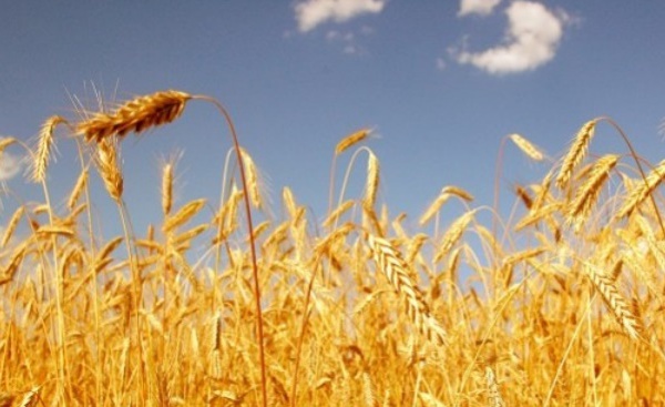 Echange marocco-allemand sur les marchés et technologies de céréales