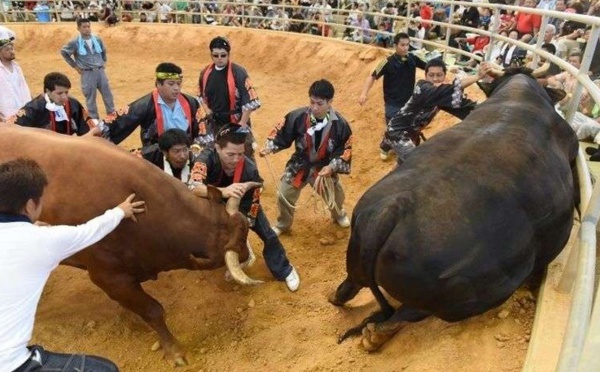 Les femmes japonaises ne sont plus interdites dans l'arène des combats de taureaux
