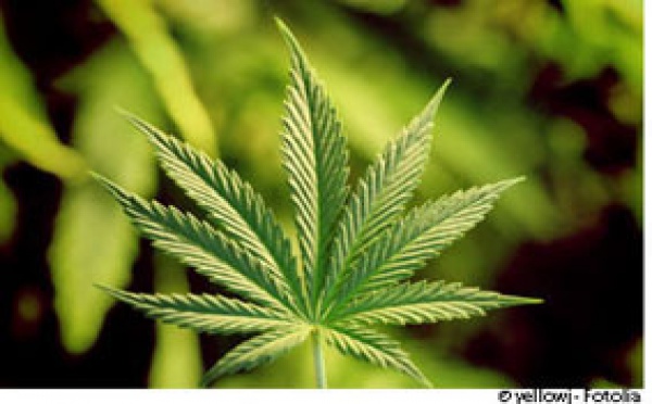 La légalisation de la marijuana en Californie augmenterait la consommation
