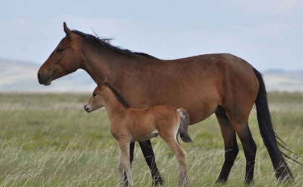 Le cheval, l'animal qui a changé le profil ethnique de l'Eurasie