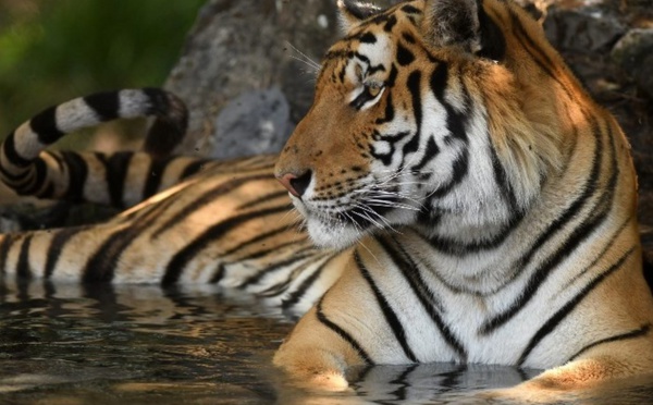 Insolite : ​ ​​Arrêté avec son tigre