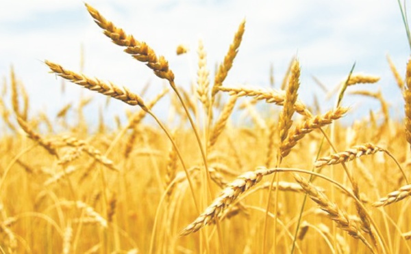La production céréalière nationale au plus haut