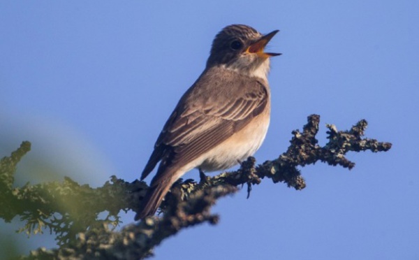 Pourquoi les oiseaux n'ont-ils plus de dents ?