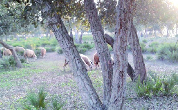 Le dernier rapport annuel de la Cour des comptes avait tiré la sonnette d’alarme : La mauvaise gestion de la forêt marocaine unanimement dénoncée