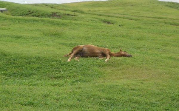 Plusieurs morts suspectes de chevaux : Cas isolés ou épidémie?
