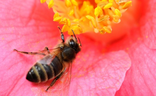Des produits toxiques pour les abeilles en vente au Maroc