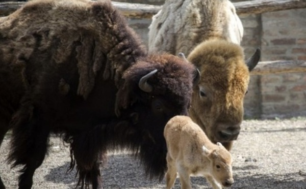 ​Insolite : Naissance d’une bisonne blanche