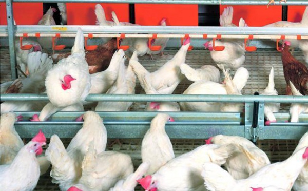 Producteurs d'aliments pour bétail et spéculateurs se donnent la main : Les prix du poulet s'envolent