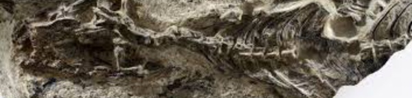 Indentification d’un vieil ancêtre aux lézards et aux serpents