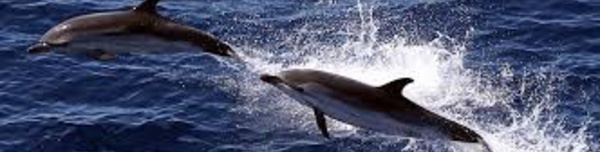 La viande de dauphin pilote indésirable dans les assiettes