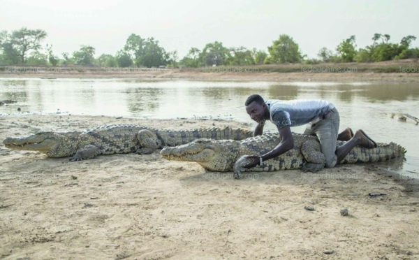 Au Burkina, le village où les crocodiles mangent des poulets, pas des hommes