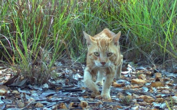 Les chats errants tuent un million de reptiles par jour en Australie