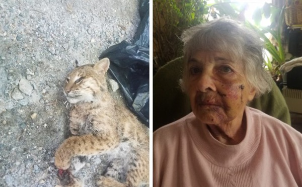 Insolite : Attaquée par un lynx