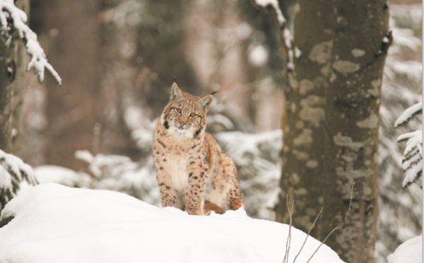 La bataille pour sauver le lynx des Balkans