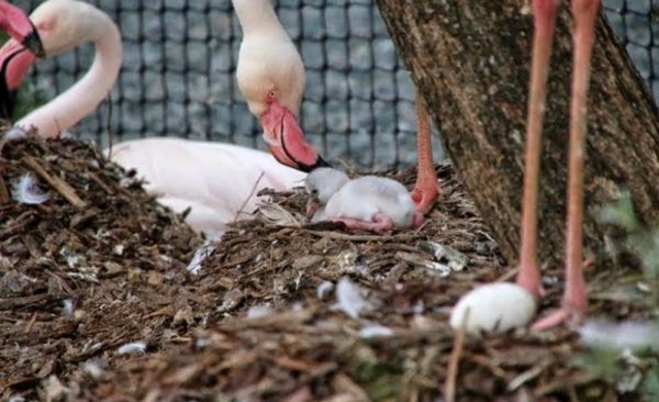 Insolite : ​​Œufs de flamants roses