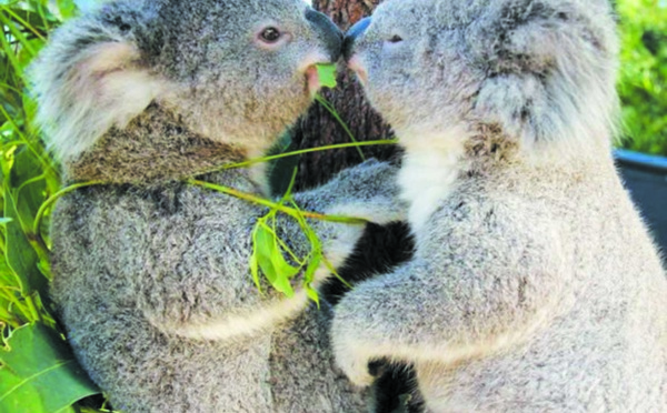 Le génome du koala séquencé, un atout pour sa protection