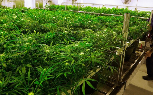 Le gouvernement néerlandais lance une expérience de culture légale de cannabis