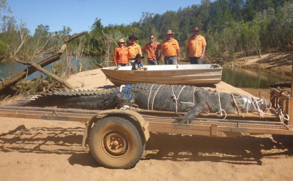 Insolite : ​​​Un énorme crocodile capturé après huit ans de traque