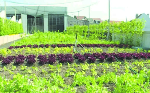 En plein essor à Bruxelles, l’agriculture urbaine cherche son modèle
