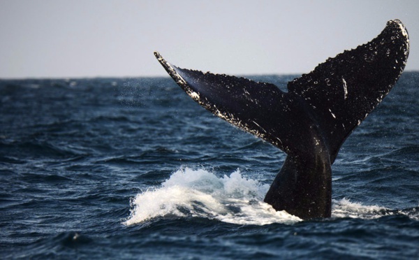 Les Romains pourraient avoir chassé la baleine en Méditerranée