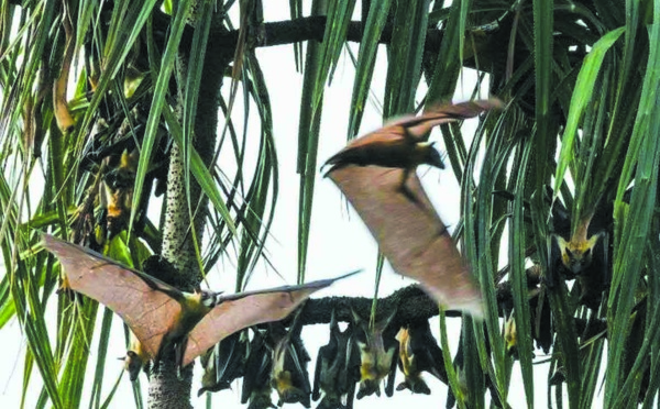 Chauves-souris, varans... et canons aux îles Ehotilé