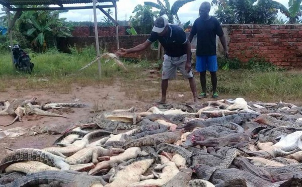 Insolite : Massacre de 300 crocodiles