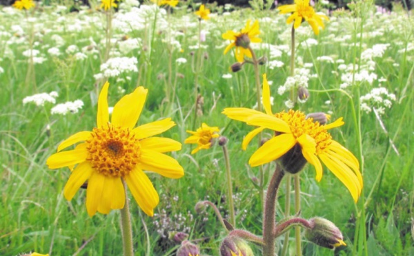 La cueillette de l'arnica sous haute surveillance