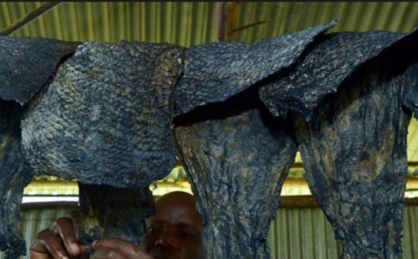 Au Kenya, les restes de poisson donnent des objets de mode en cuir