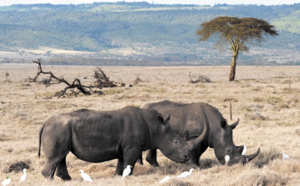 Braconnage et tourisme : Le Mozambique veut rattraper son retard